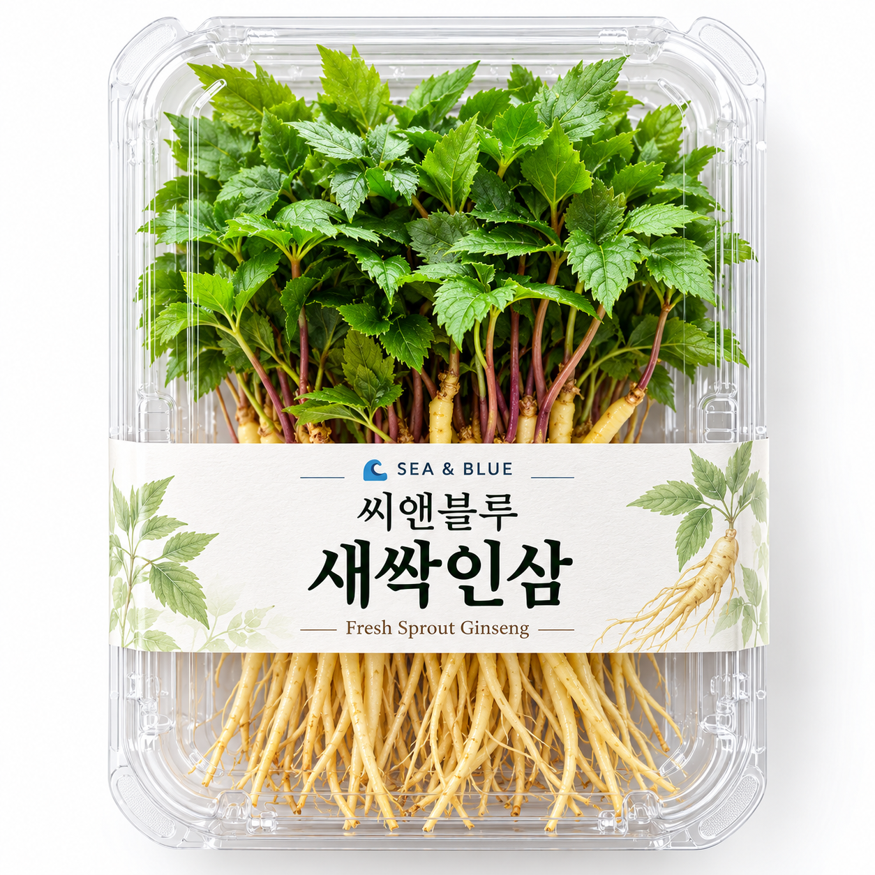 새싹인삼 50개