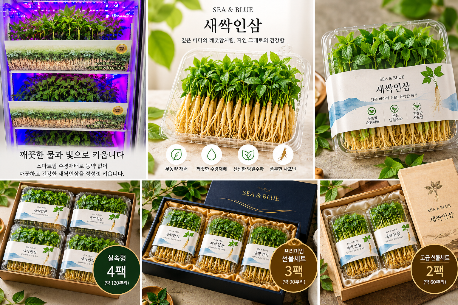 새싹인삼 200개